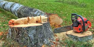 Best Tree Removal  in Swedesboro, NJ