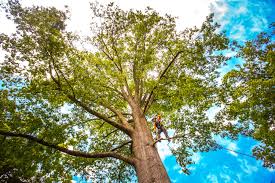 Best Tree Health Inspection  in Swedesboro, NJ