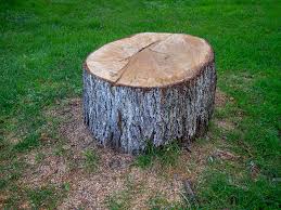 Best Tree Fertilization  in Swedesboro, NJ