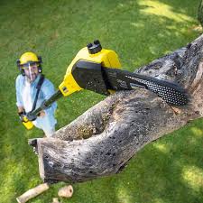 Best Palm Tree Trimming  in Swedesboro, NJ