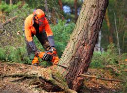 Best Pest Control for Lawns  in Swedesboro, NJ