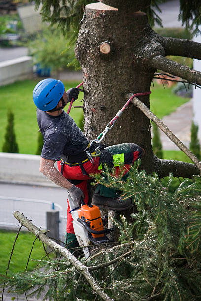 Reliable Swedesboro, NJ Tree Removal Solutions