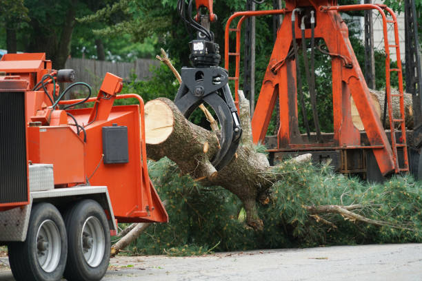 Best Stump Grinding and Removal  in Swedesboro, NJ