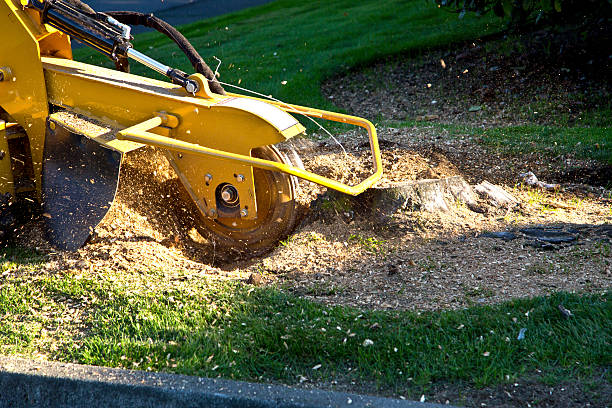 Best Tree Trimming and Pruning  in Swedesboro, NJ