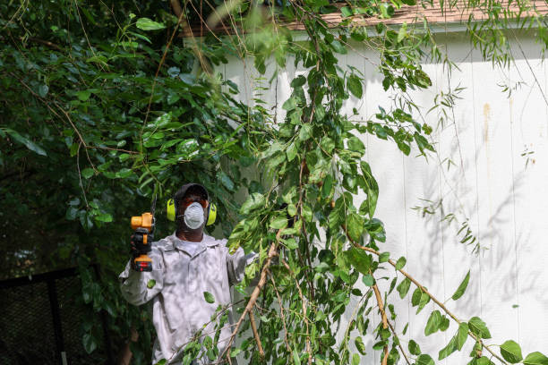 Best Tree and Shrub Care  in Swedesboro, NJ