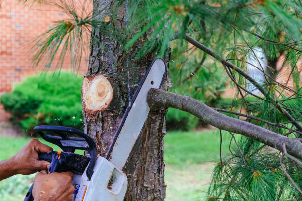 Best Commercial Tree Services  in Swedesboro, NJ